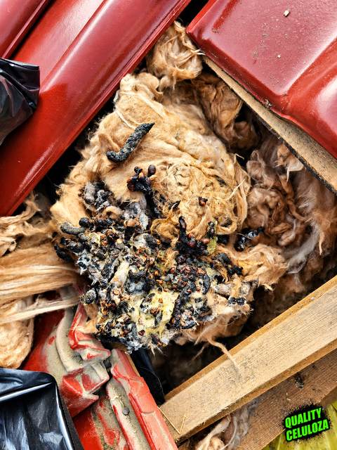 Zbliżenie gniazda kuny: odchody i zbita wełna mineralna pod zdjętymi czerwonymi dachówkami