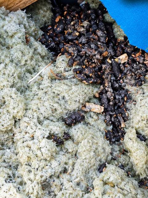 Rozerwana niebieska membrana dachowa i odchody kuny na zniszczonej wełnie mineralnej między krokwiami