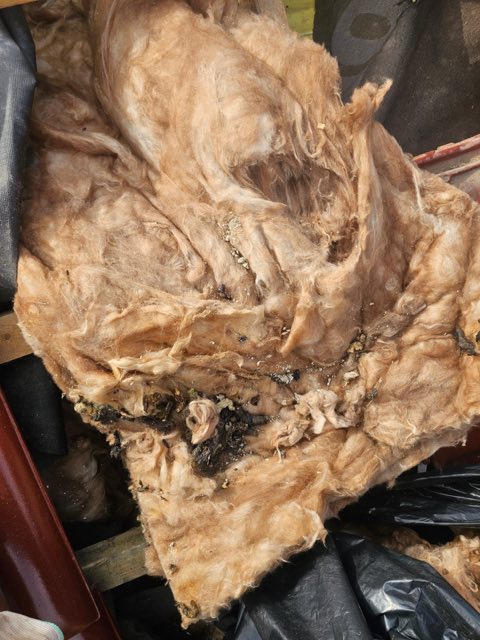 Zbliżenie zniszczonej wełny mineralnej wyciągniętej spod pokrycia dachu, z widocznymi odchodami kuny
